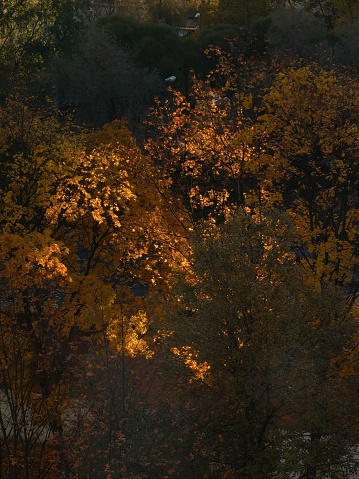 A natural view of autumnal trees in a forest