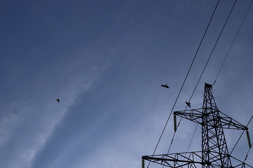 Three birds flying over powerlines and tower