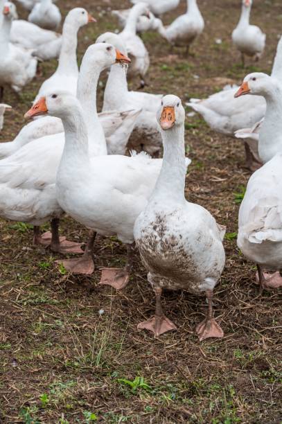istock Vertical shot of white geese on a farm 1433334310