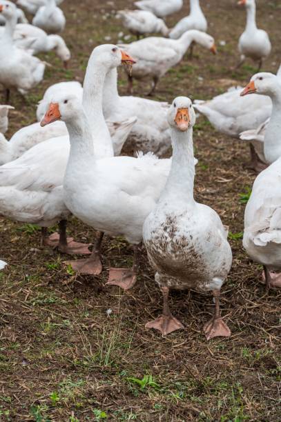 istock Vertical shot of white geese on a farm 1433334311