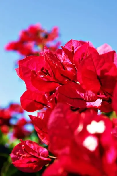 A closeup of bright pink lesser bougainvillea or paperflowers growing in the garden