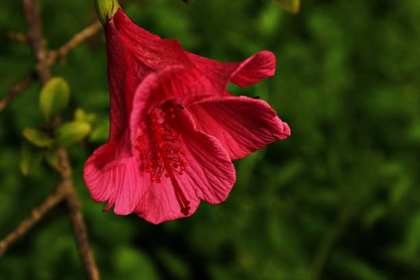 pink of hibiscus rosa-sinensis blooming in the garden - port alfred imagens e fotografias de stock