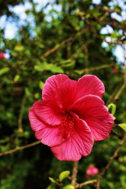 vertical shot of pink chinese hibiscus growing outdoors - port alfred imagens e fotografias de stock