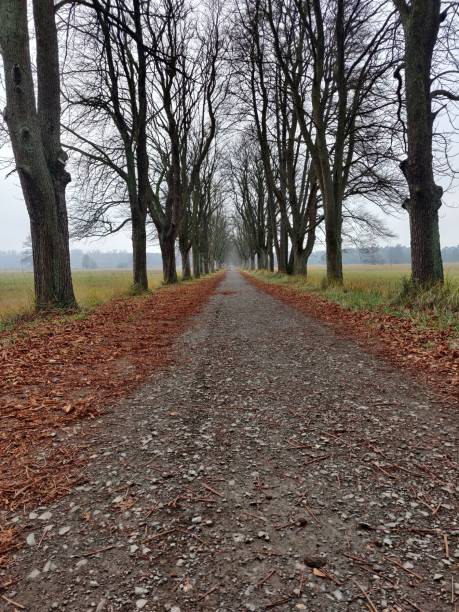 istock Vertical shot of a pathway covered with fallen leaves surrounded by a grass field 1433334564