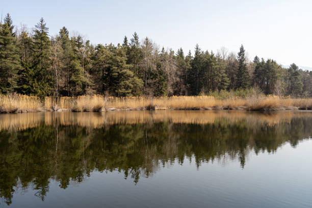 istock Lake in the Forest 1433334776