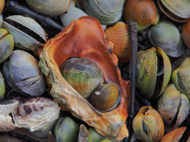 nahaufnahme von bunten herzmuscheln und austernschalen am strand in auckland, neuseeland - cockle nature outdoors horizontal stock-fotos und bilder