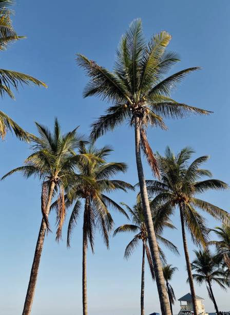 istock Vertical shot of palm trees 1433336800