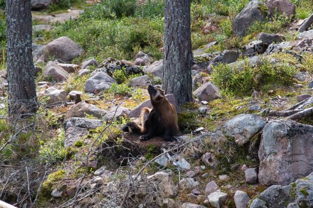 istock Lone wolverine resting in the forest in Orsa predator park , Sweden 1433337130