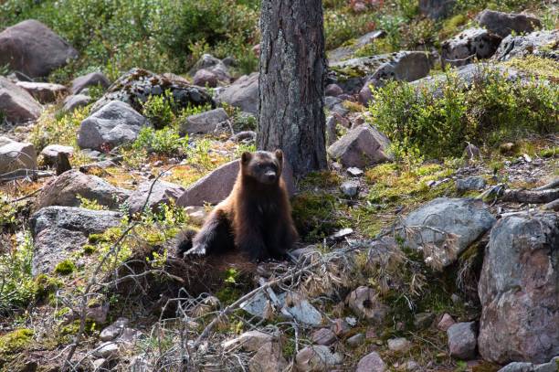 istock Lone wolverine resting in the forest in Orsa predator park, Sweden 1433337131