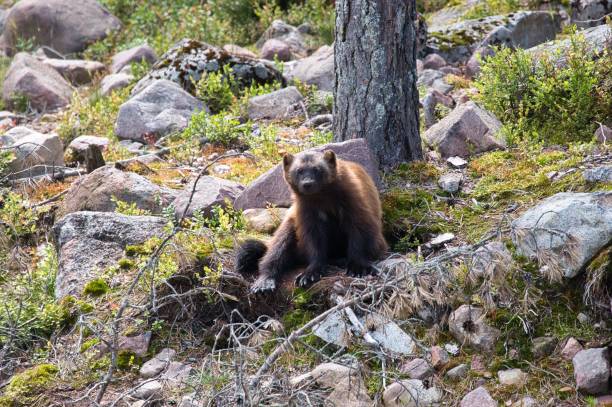 istock Lone wolverine resting in the forest in Orsa predator park , Sweden 1433337133