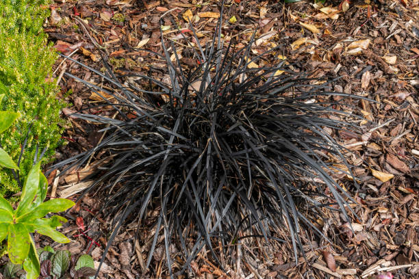 istock Ophiopogon planiscapus 'Nigrescens' 1433337867