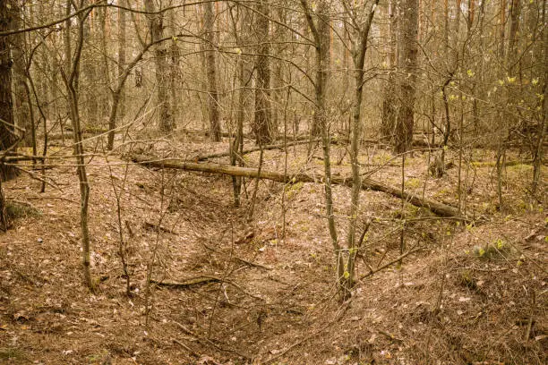 Photo of Old Abandoned World War II Trenches In Forest Since Second World War In Belarus. Early Spring or Autumn Season