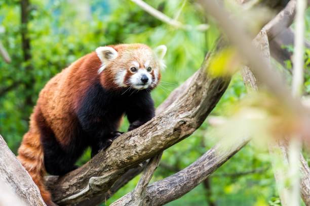 istock Red panda on a tree trunk with a blurred background of the forest. 1433338068