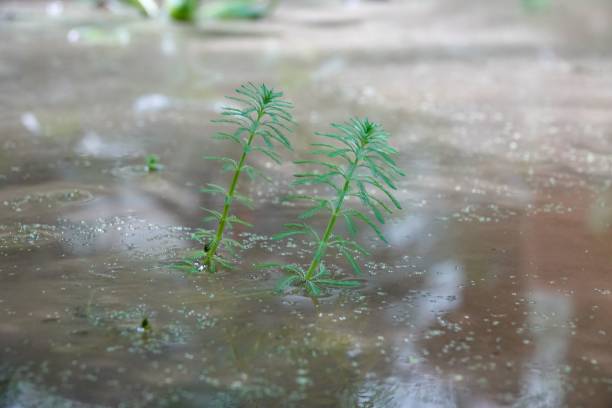 перо попугая (myriophyllum aquaticum), растущее в воде - myriophyllum aquaticum стоковые фото и изображения