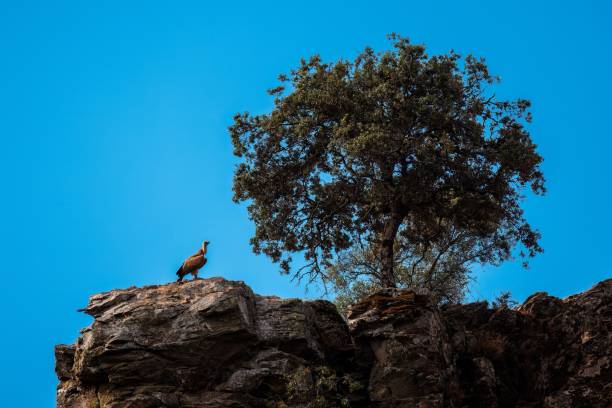 istock Griffon Vulture perched on a cliff against a blue sky 1433338496