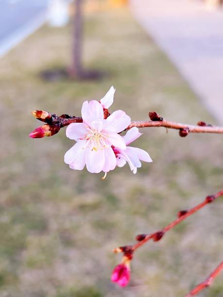 istock Selective focus shot of a blooming cherry tree branch 1433338551