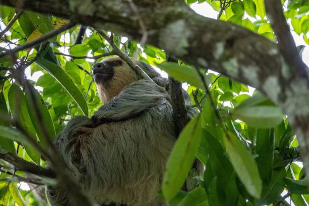 istock Two-toed sloth sitting on a thick tree branch surrounded by bright green leaves in a sunny forest 1433338771