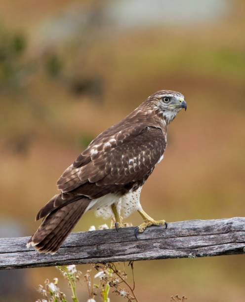 istock Vertical closeup shot of a red-tailed hawk on a branch on a blurred background 1433338980