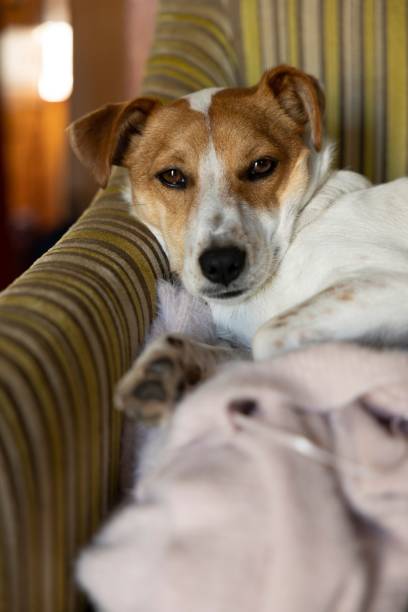 istock Vertical shot of a Jack Russell Terrier lying down on the sofa 1433339274
