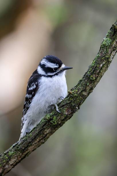 istock Downy woodpecker (Dryobates pubescens) on a branch 1433339538