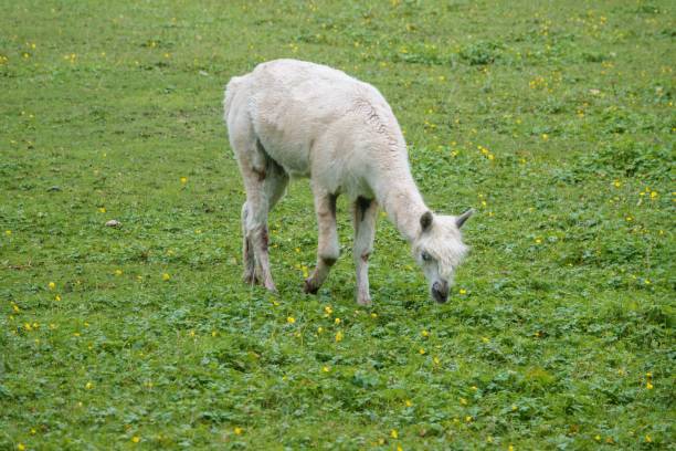 istock Young white lama grazing in a green pasture 1433339554