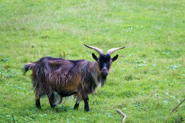 87 Black Long Haired Goat Stock Photos, Pictures & Royalty-Free Images - iStock 87 Black Long Haired Goat Stock Photos, Pictures & Royalty-Free Images - iStock