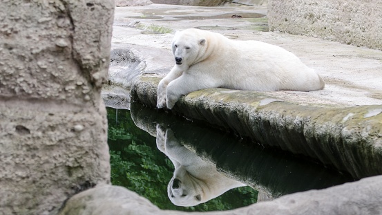 A cute Polar bear reflected on the water surface