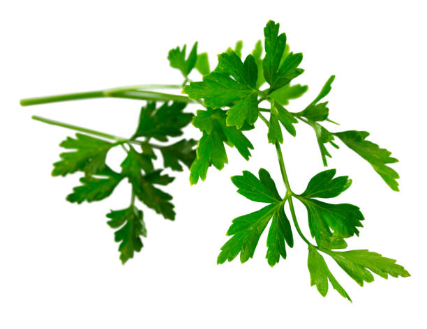 istock Sprig of raw green parsley over white background 1433341274