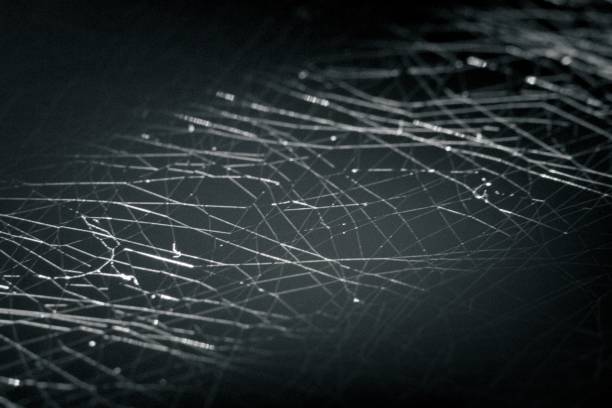 istock Close up shot of a spider web under a sunlight on dark background 1433341295