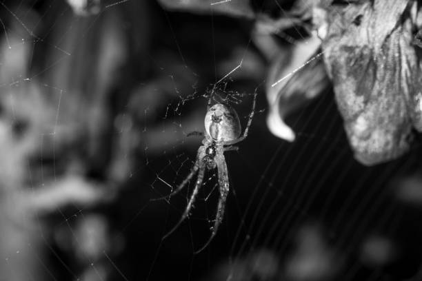 A greyscale selective focus shot of a spider sewing a web