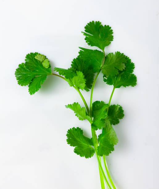 istock Sprig of fresh cilantro 1433341517