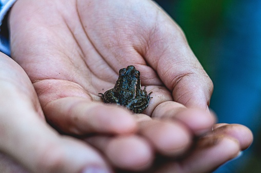 A closeup of a person holding a baby natterjack toad in the palm of his hands