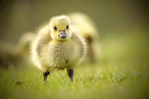 A selective focus shot of a cute little duckling in a sunny green field with its parents behind it