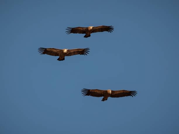 istock Griffon vultures in flight under a clear blue sky on a sunny day 1433341971