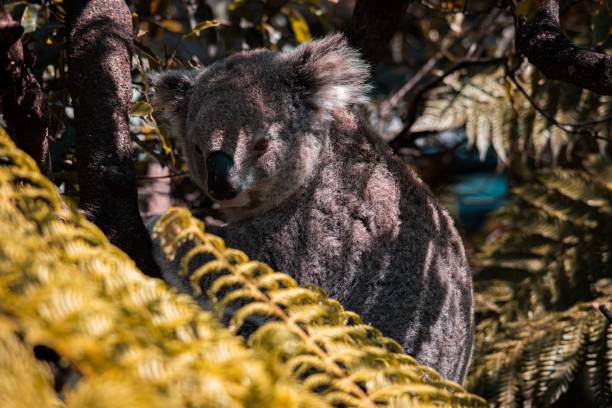 istock Closeup of an adorable koala sitting on a tree 1433342233