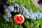 roter-pilz-auf-einem-moosigen-baum.jpg?b=1&s=170x170&k=20&c=sbXCdEjg19It-ubeIIyInsNPWQojZsP3KGK2FAZO_WI=