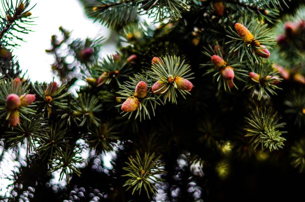 istock Close-up view of a spruce tree branches with needles and cones 1433343024