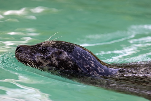 A closeup of a spotted seal, Phoca largha swimming in the water.