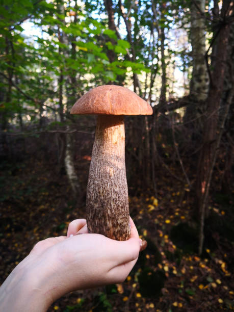 Concept of mixing hiking in the forest as resourceful pastime and relaxation and picking the edible mushrooms in order to use the natural resources for living mujer sosteniendo la mano del hongo boleto de abedul marrón (boletus scaber, leccidium scabrum) con un largo estipe a la luz del sol en un fondo borroso de bosque (bosque). estilo de vida saludable, caminar (senderismo) en el bosque y recolectar setas en