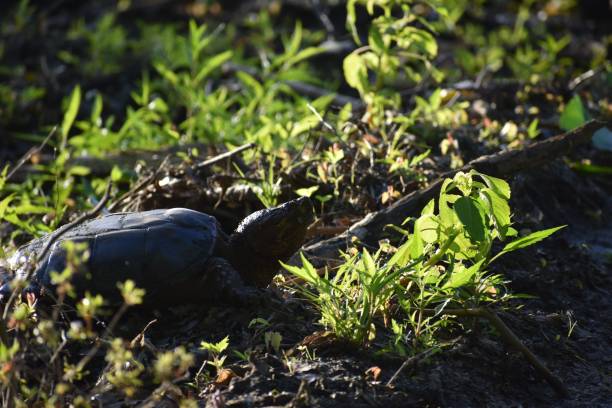istock Closeup of a common turtle found in the wilderness under the sunlight 1433344977
