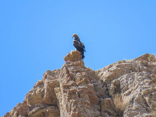 istock Burial ground bird perched on a rocky cliffs on a blue sky background 1433345011