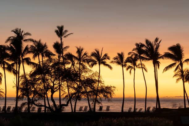 istock Palm tree silhouettes with sunset sky on the background 1433345644