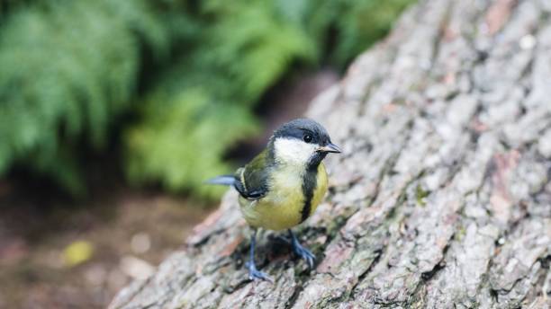 istock Closeup of great tit bird perched on a tree trunk in a forest 1433345740