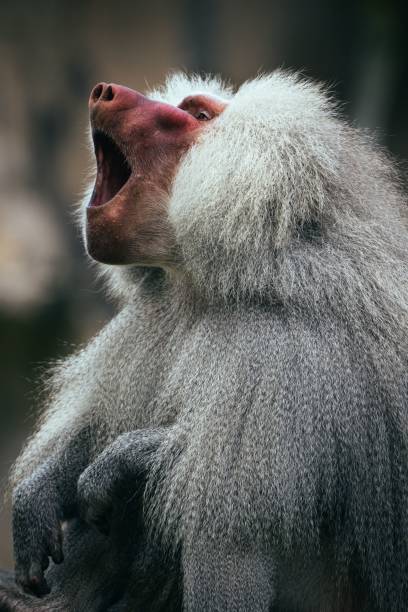 istock Closeup of a beautiful baboon on a blurred background 1433346191
