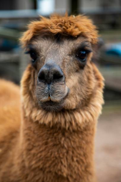 istock Close-up of a cute alpaca head 1433346197