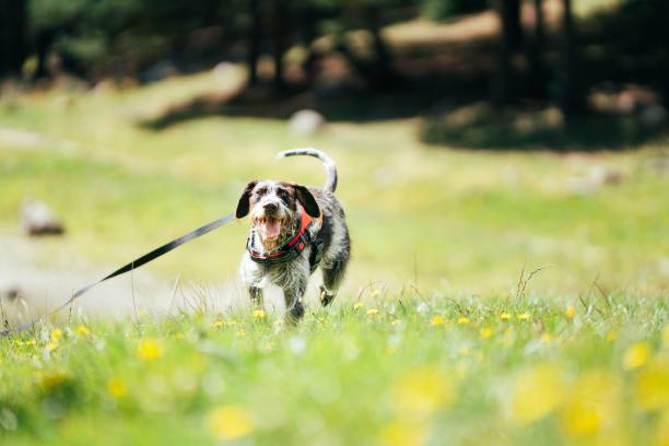 istock Dog running across a field towards the camera with a happy expression on its face 1433347636