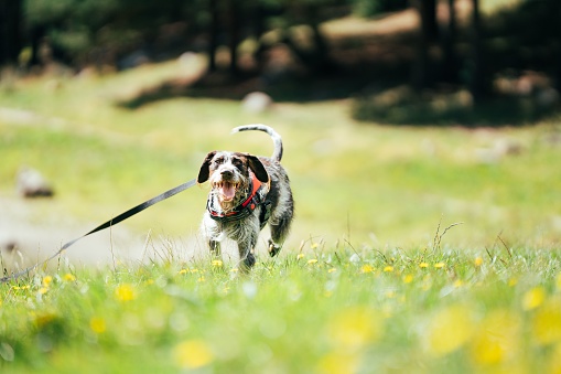 A dog running across a field towards the camera with a happy expression on its face