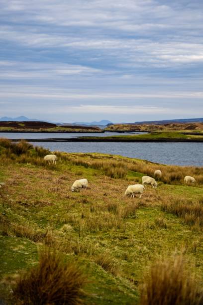 istock Sheep grazing in the Scottish highlands 1433347643