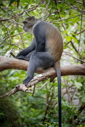 A cute Guenon monkey on a tree branch in closeup