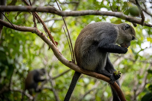 A cute Guenon monkey on a tree branch in closeup